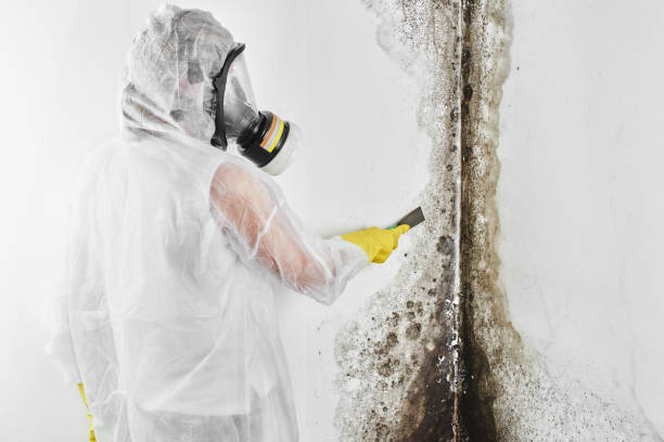 Trusted East Bakersfield, CA Mold Removal Experts