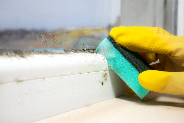 Best Mold Cleaning Services  in East Bakersfield, CA