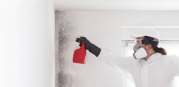 Best Attic Mold Removal  in East Bakersfield, CA