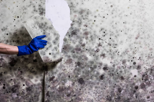 Best Same-Day Mold Removal  in East Bakersfield, CA