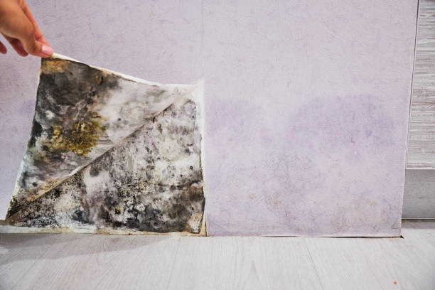 Trusted East Bakersfield, CA Mold Removal Experts